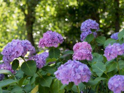 Best Varieties Of Hydrangea For Shade - gardeningknowhow.com