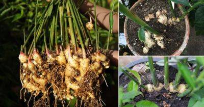 How to Grow Many Ginger Plants from One Ginger | Ginger Propagation - balconygardenweb.com - India