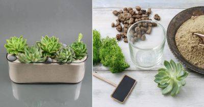 Can Succulents Grow in Sand? | Growing Succulents in Sand - balconygardenweb.com