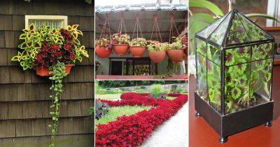 20 Different Ways to Grow Coleus - balconygardenweb.com