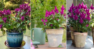 Celosia Intenz Care and Growing Guide - balconygardenweb.com