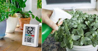 How to Keep Houseplants Alive in Winters | Indoor Plants Winter Care Tips - balconygardenweb.com