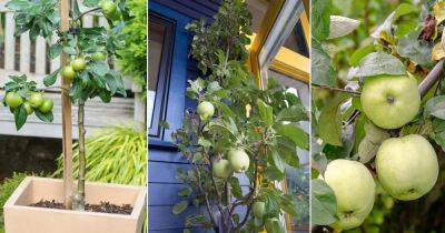 31 Different Types of Green Apple Varieties - balconygardenweb.com