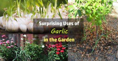 11 Surprising Uses of Garlic in the Garden | Garlic Benefits - balconygardenweb.com - Japan - county Garden