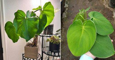 How to Grow Philodendron Rugosum - balconygardenweb.com - Italy