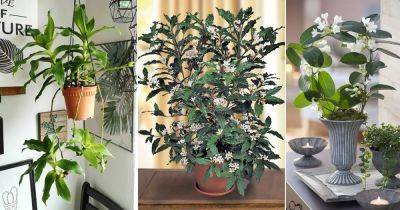 12 Houseplants that are Literally Fragrant Air Fresheners - balconygardenweb.com - France - city Sansevieria