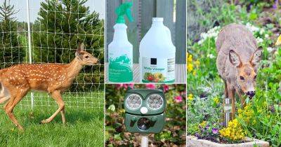 28 Foolproof Ways to Keep Deer Out of Garden - balconygardenweb.com