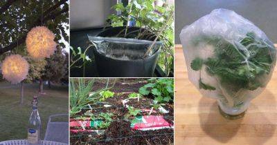 11 DIY Uses Of Plastic Bags In The Garden That Are Practical & Cheap - balconygardenweb.com - county Garden