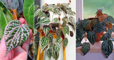 Piper Ornatum Care Indoors | Growing Ornamental Pepper Vine - balconygardenweb.com - Indonesia
