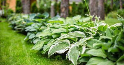 How to Identify and Manage 11 Common Hosta Pests - gardenerspath.com