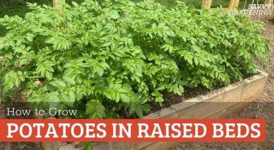 Potatoes in Raised Beds: A Growing Guide for Success - savvygardening.com