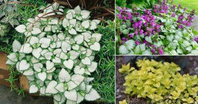 20 Best Lamium Varieties | Best Types of Dead Nettle - balconygardenweb.com