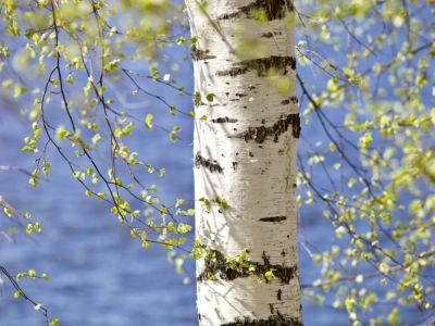 Benefits Of Planting Native Trees In Your Yard - gardeningknowhow.com