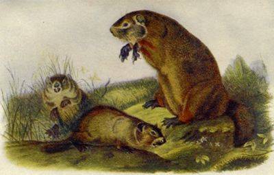 Groundhog day: john burroughs on a flabby beast - awaytogarden.com - Usa