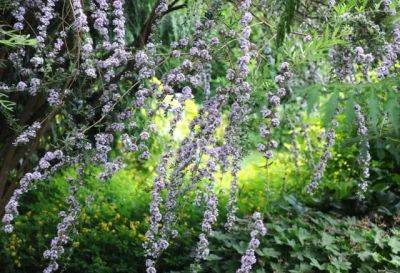 Great shrub: the ‘other’ butterfly bush - awaytogarden.com