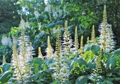 Fallen hero: bottlebrush buckeye - awaytogarden.com - Usa