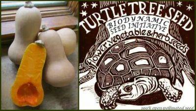 Growing wholeness at turtle tree seed - awaytogarden.com - Usa - New York