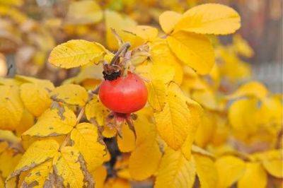 Going for the gold: the last gasps of autumn - awaytogarden.com