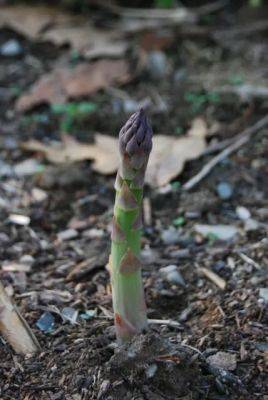 Asparagus: an all-male cast - awaytogarden.com - Washington - state New Jersey