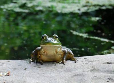Farewell, my princes: the big frogboy exodus - awaytogarden.com