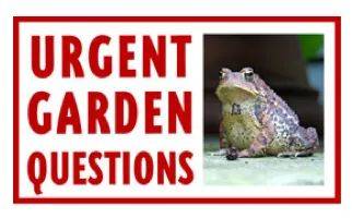 ‘urgent garden question’ forums are open! - awaytogarden.com