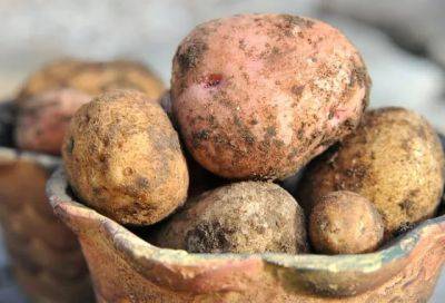 Celebrating, and storing, the humble potato - awaytogarden.com - China - India