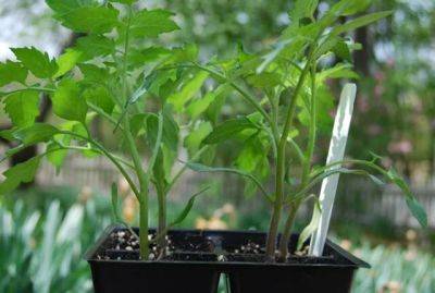 Stop searching: tomato-growing tips and tricks - awaytogarden.com