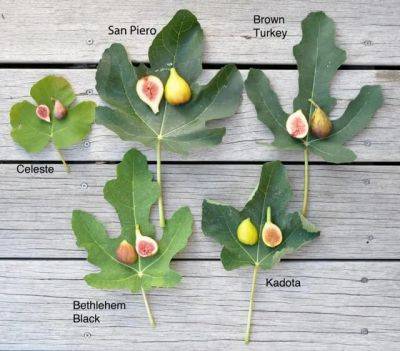 How to grow figs, with lee reich - awaytogarden.com - New York - state Maryland - county Hudson - county Valley