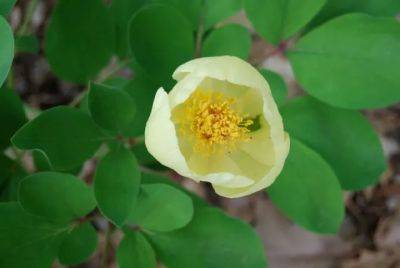 Blooming this week: species peonies - awaytogarden.com - state Illinois