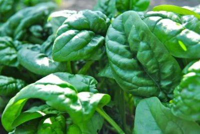 Why i plant spinach late, and other tasty tidbits - awaytogarden.com - state Maine