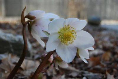 And the winner is…helleborus niger (again) - awaytogarden.com