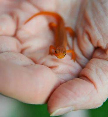 These newts are made for walkin’ - awaytogarden.com - state Michigan
