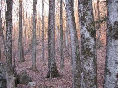 A closer look at tree bark, with michael wojtech - awaytogarden.com - state Massachusets - state New Jersey