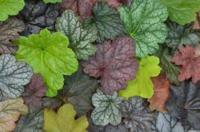 The best heuchera and how to grow them, with mt. cuba center - awaytogarden.com - Cuba - state Delaware
