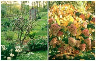 Q&a: pruning hydrangea, late planting, and more - awaytogarden.com - Canada