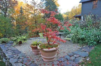 My ‘secret’ to overwintering japanese maples - awaytogarden.com - Japan