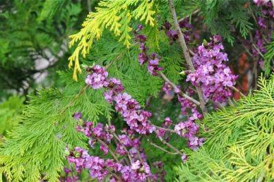 Great shrub: fragrant daphne mezereum - awaytogarden.com