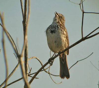 Birdnote q&a: the song sparrow, often ready with a tune - awaytogarden.com