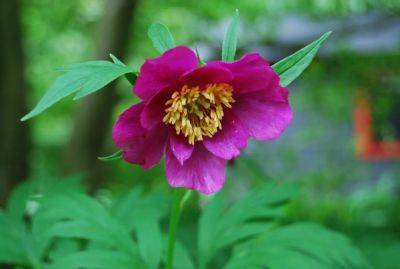 Species peonies, part 2 - awaytogarden.com - China