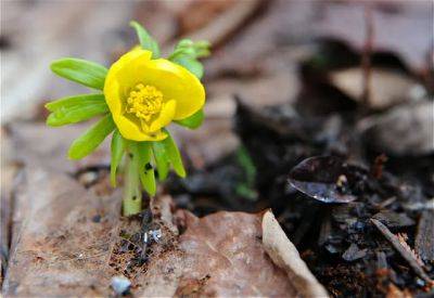 Signs of hope: first frog, flower, fuzzy stuff - awaytogarden.com