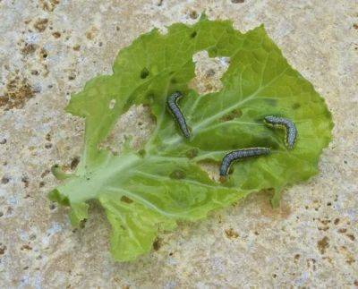 Latest brassica pest: cross-striped cabbage worm - awaytogarden.com - Georgia - Japan - city Brussels