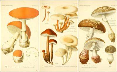 Fungi galore: a virtual feast of mushrooms - awaytogarden.com - state California