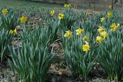When daffodils don’t flower well - awaytogarden.com - Usa