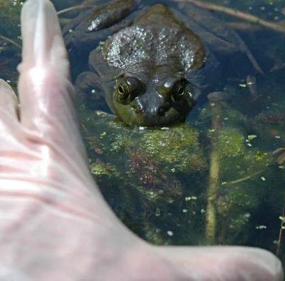 Kissing a lot of frogs (and loving it) - awaytogarden.com