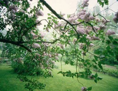 Pruning lilacs - awaytogarden.com