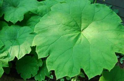 A plant i’d order: astilboides tabularis - awaytogarden.com - New York