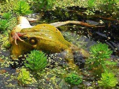 They’re at it again: more frogfights and farewells - awaytogarden.com
