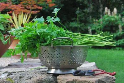 Growing and storing a year of parsley - awaytogarden.com - Italy