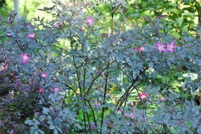 Great shrub: rosa glauca, my must-have rose - awaytogarden.com