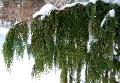 Beloved conifers: recap of coziest woody plants - awaytogarden.com - Japan - North Korea - state Alaska